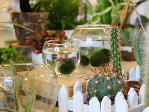 Plantizia